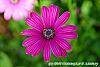 Osteospermum 'Wild Side' flowers