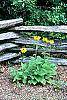 Rudbeckia hirta habit