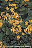 Packera aurea flowers