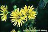 Silphium perfoliatum flowers
