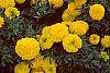 Tagetes 'Atlantis Yellow'