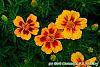 Tagetes 'Jaguar' flowers