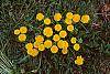 Taraxacum officinale flowers