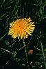Taraxacum officinale flowers