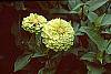 Zinnia elegans 'Envy' flowers