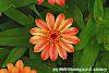 Zinnia 'Giant Coral' flowers