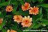Zinnia 'Giant Coral' flowers