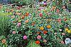 Zinnia spp. habit