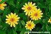 Zinnia 'Profusion Yellow' flowers