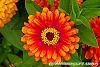 Zinnia 'Swizzle Scarlet & Yellow' flowers