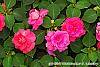 Impatiens 'Coral Splash' flowers
