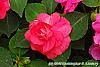 Impatiens 'Coral Splash' flowers