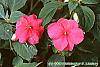 Impatiens 'Cajun Watermelon' flowers
