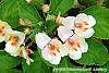 Impatiens 'Fusion Glow' flowers