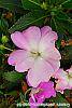 Impatiens hawkeri 'VINFLAVIMP' flowers