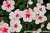 Impatiens 'Impreza Cherry Splash' flowers