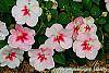 Impatiens 'Impreza Cherry Splash' flowers