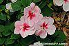 Impatiens 'Impreza Cherry Splash' flowers