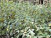 Impatiens pallida habit