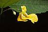 Impatiens pallida