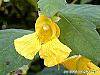 Impatiens pallida flowers