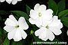 Impatiens platypeltatum 'Divine White' flowers