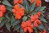 Impatiens platypeltatum 'Ovation Hot Lava'
