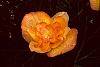 Begonia spp. flowers