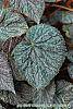 Begonia 'Passing Storm' leaves