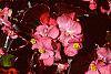 Begonia 'Party Scarlet' flowers