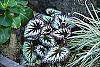 Begonia rex 'Fireworks' habit
