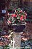 Begonia x tuberhybrida culture