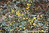 Berberis x gladwyensis 'William Penn' flowers