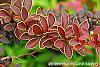 Berberis thunbergii var. atropurpurea 'Golden Ring' leaves