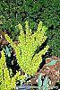 Berberis thunbergii 'Maria' habit