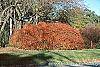 Berberis thunbergii 'Thornless' fall color