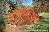 Berberis thunbergii 'Thornless' fall color