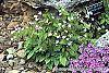 Epimedium alpinum habit