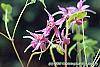 Epimedium grandiflorum 'Crimson Beauty' flowers