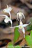 Epimedium grandiflorum var. higoense flowers