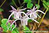 Epimedium 'Tama-no-genpei'
