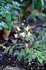 Epimedium x versicolor 'Neo-sulphureum' habit