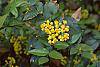 Mahonia aquifolium flowers