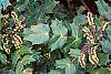 Mahonia bealei leaves