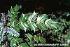 Mahonia bealei leaves