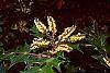 Mahonia bealei flowers
