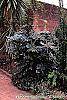 Mahonia x meadia 'Winter Sun' habit