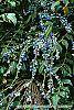 Mahonia x meadia 'Winter Sun' fruit