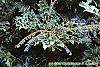 Mahonia x meadia 'Winter Sun' fruit