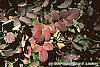 Mahonia repens fall color
